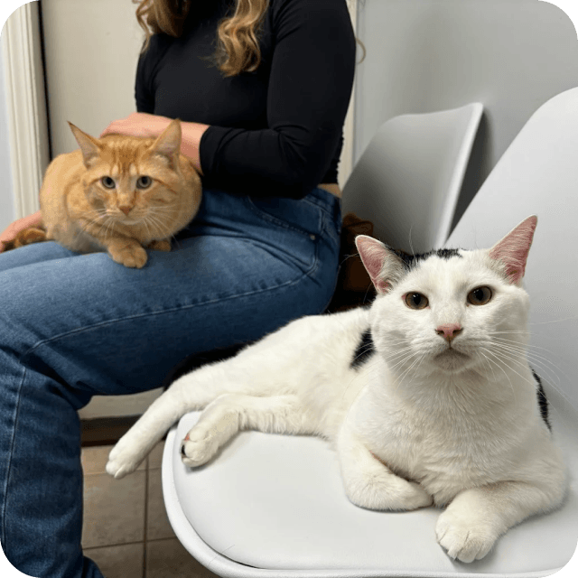 Orange and white cats receiving care at veterinary clinic