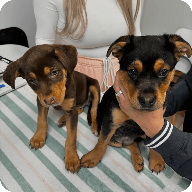 Two puppies being held by veterinary staff