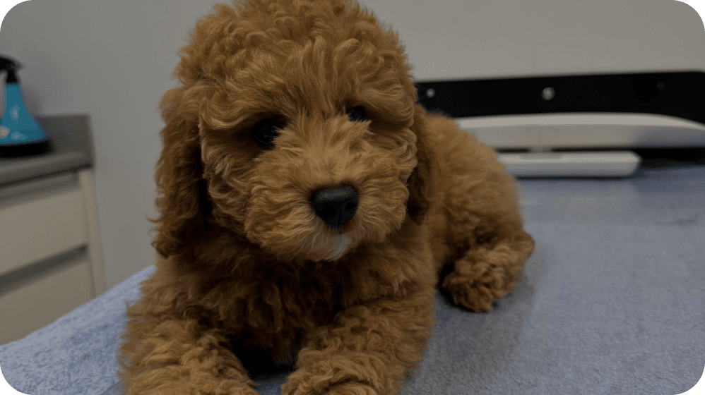 Poodle puppy for health certificate