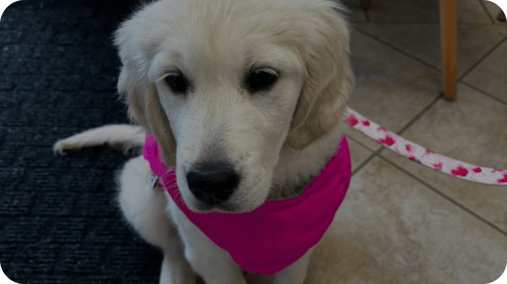 Puppy with diagnostic equipment