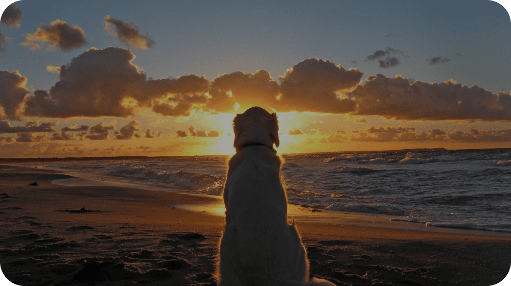 Peaceful sunset scene with dog silhouette