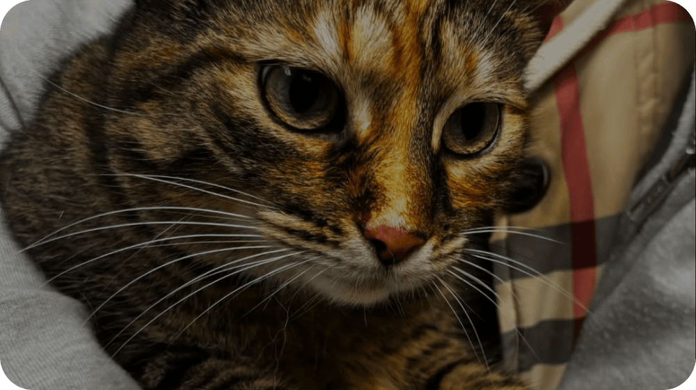 Cat receiving orthopedic care