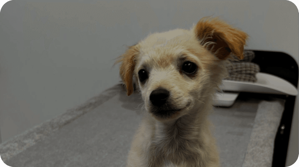 Puppy receiving preventive care