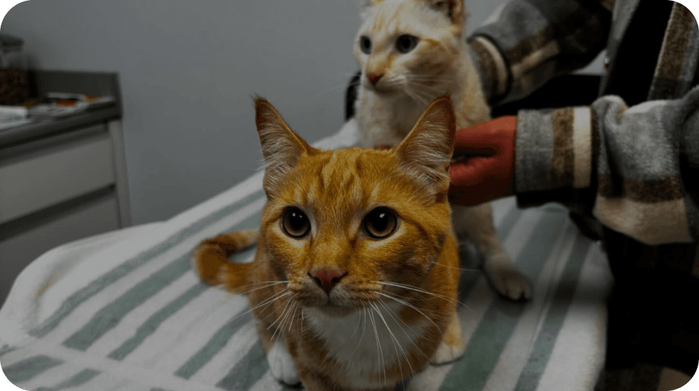 Cats receiving general surgery care